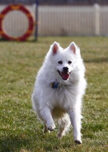 American Eskimo Dog Breed