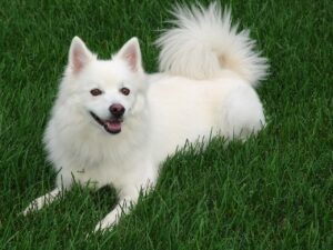 American Eskimo Dog 