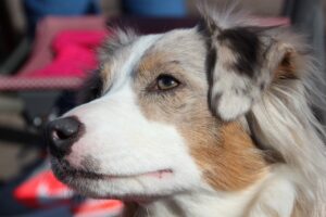 Blue Merle Australian Shepherd