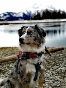 Blue Merle Australian Shepherd