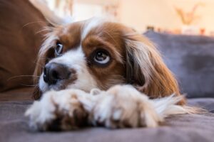 Cavalier King Charles Spaniels