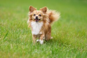 long-haired Chihuahua