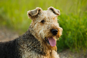 Airedale Terrier