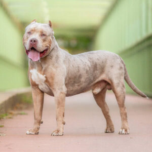 american bully xl dog