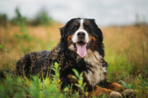 Bernese Mountain Dog