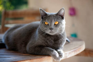 Chartreux Cat