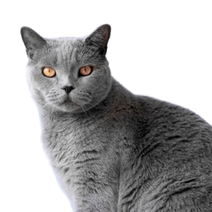 Chartreux Cats