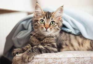 maine coon kitten