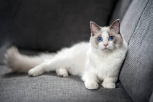 Ragdoll Cat 