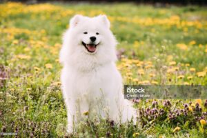 Samoyed Puppy