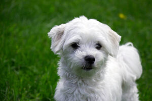 What are the health issues of Maltipoo dogs?