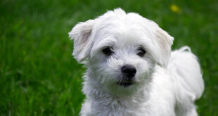 What are the health issues of Maltipoo dogs?