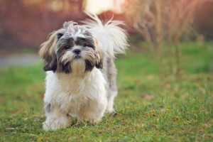 Shih tzu puppy 