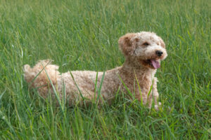 toy poodle