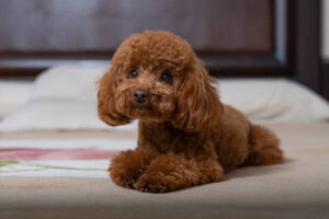 Toy poodle