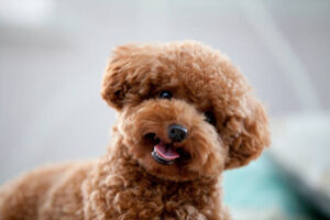 Are toy poodles good for first-time owners?
