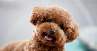 Are toy poodles good for first-time owners?
