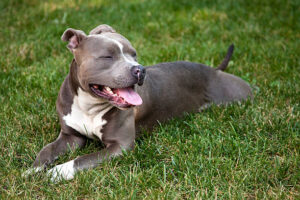 What are the different breeds of pit bulls?
