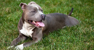 What are the different breeds of pit bulls?