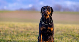 What is the difference between German and American Rottweiler?