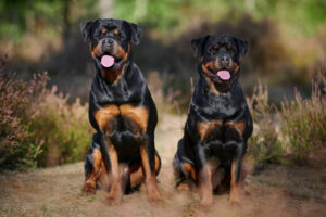 What are the different types of Rottweiler?