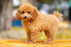 Pros and Cons of Toy poodle