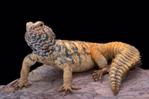 Uromastyx: the ultimate guide