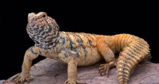 Uromastyx Care Guide: Ultimate Tips for Spiny-Tailed Lizards