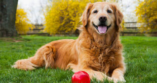 Are golden retrievers good family dogs?